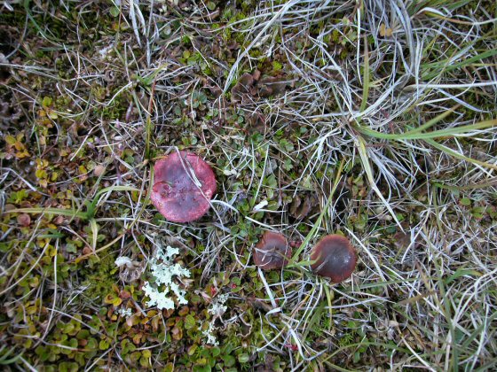 tundra fungi